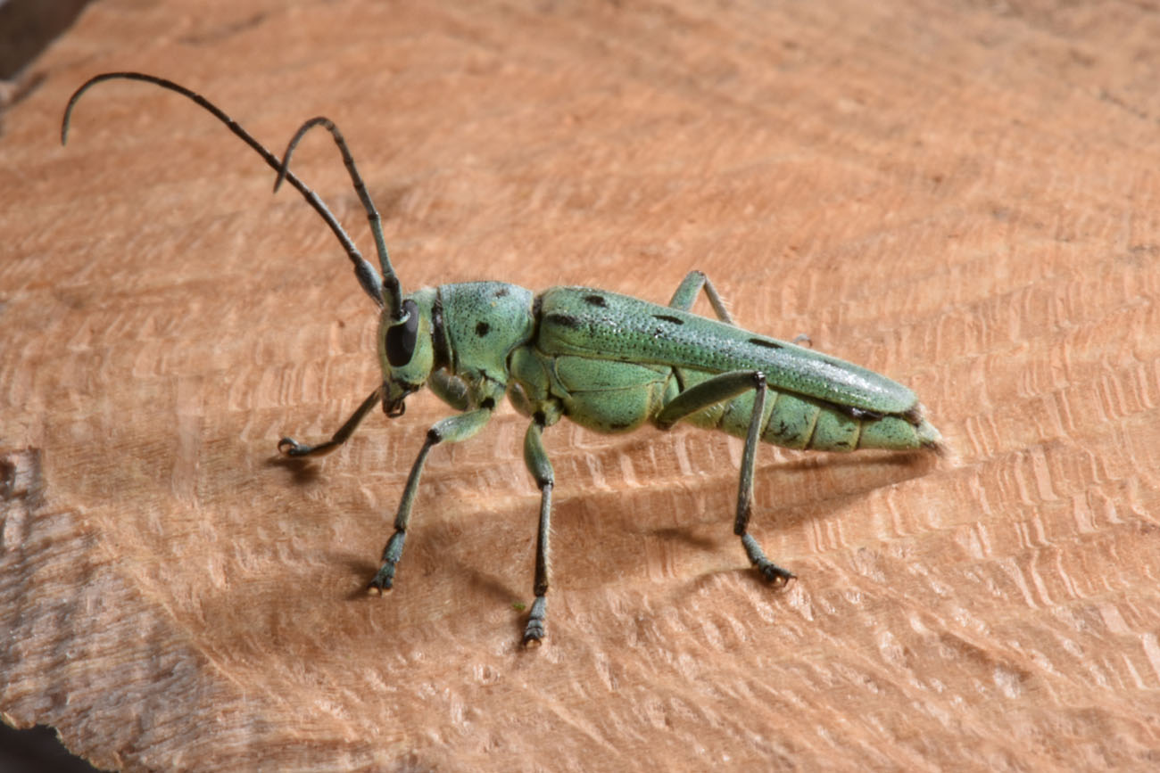 Cerambycidae: Saperda octopunctata? S !